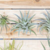 beginner friendly collection of tillandsia air plants [5 or 10 pack]