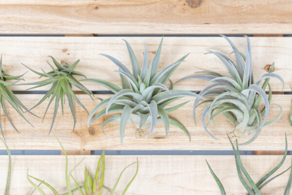 beginner friendly collection of tillandsia air plants [5 or 10 pack]