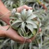 tillandsia xerographica multiple sizes
