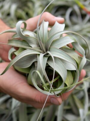 tillandsia xerographica multiple sizes
