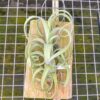 tillandsia curly slim mounted on natural cedar plank