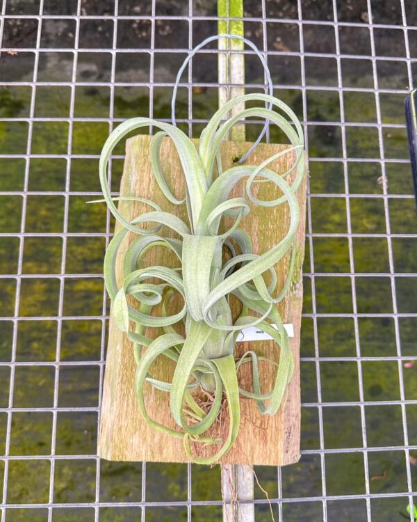 tillandsia curly slim mounted on natural cedar plank