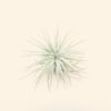 3 small tillandsia tectorum ecuador air plants for $14