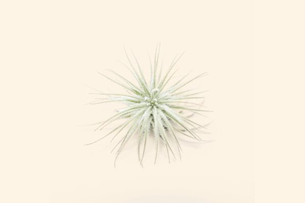 3 small tillandsia tectorum ecuador air plants for $14