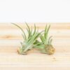large tillandsia velutina air plants [1,3, or 5 pack]