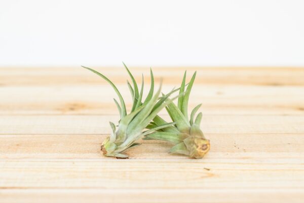 large tillandsia velutina air plants [1,3, or 5 pack]