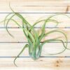 xl tillandsia caput medusae air plant / 8 11 inches tall [1, 3 or 5 pack]