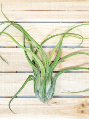 xl tillandsia caput medusae air plant / 8 11 inches tall [1, 3 or 5 pack]