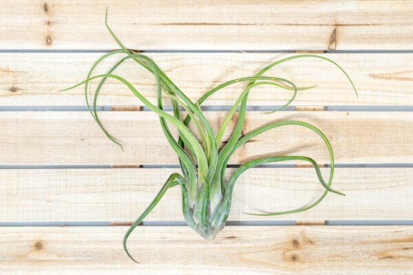 xl tillandsia caput medusae air plant / 8 11 inches tall [1, 3 or 5 pack]