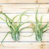 xl tillandsia caput medusae air plant / 8 11 inches tall [1, 3 or 5 pack]
