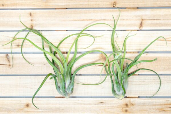 xl tillandsia caput medusae air plant / 8 11 inches tall [1, 3 or 5 pack]