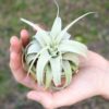 tillandsia xerographica multiple sizes