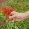large tillandsia red abdita air plants / 5 6 inches tall [1, 3 or 5 pack]