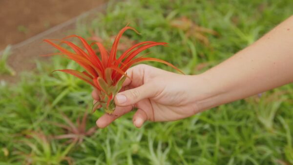 large tillandsia red abdita air plants / 5 6 inches tall [1, 3 or 5 pack]