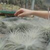small tillandsia tectorum ecuador air plant [single plant]