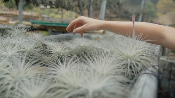 small tillandsia tectorum ecuador air plant [single plant]