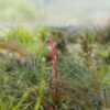 tillandsia stricta 'green' hybrid air plant collector's variety
