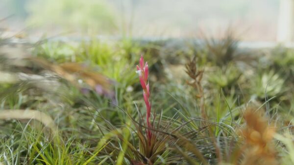 tillandsia stricta 'green' hybrid air plant collector's variety