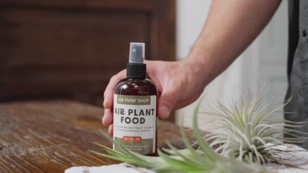 ready to use tillandsia air plant fertilizer