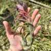 tillandsia seleriana air plants [single plant]