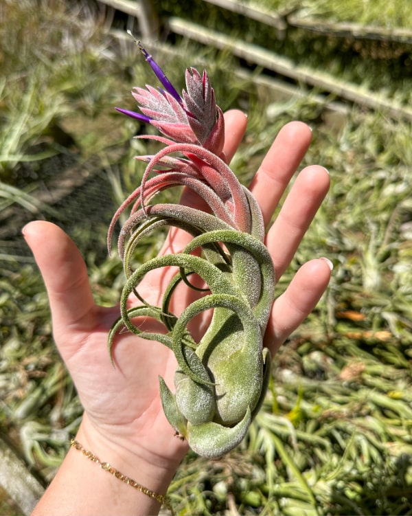 tillandsia seleriana air plants [single plant]