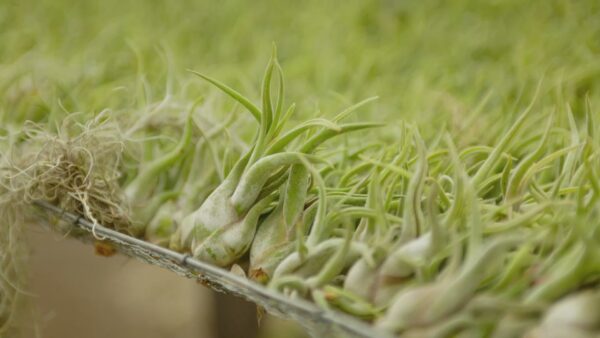 tillandsia caput medusae air plants [3 pack]