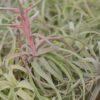 tillandsia streptophylla pure air plants collector's variety [single plant]