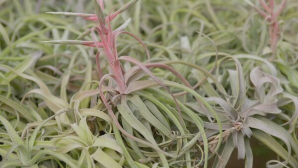 tillandsia streptophylla pure air plants collector's variety [single plant]