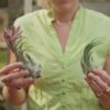 tillandsia seleriana air plants [single plant]