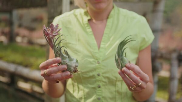 tillandsia seleriana air plants [single plant]