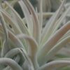 tillandsia harrisii air plants [single plant]