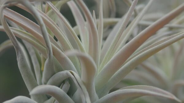 tillandsia harrisii air plants [single plant]