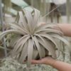 tillandsia xerographica special curly form / 7 to 8 inches wide [single plant]