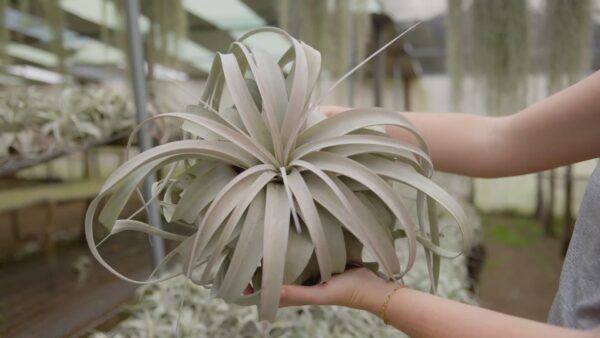 tillandsia xerographica special curly form / 7 to 8 inches wide [single plant]