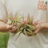 sale: 50% off tillandsia velutina air plants [5, 10 or 15 pack]
