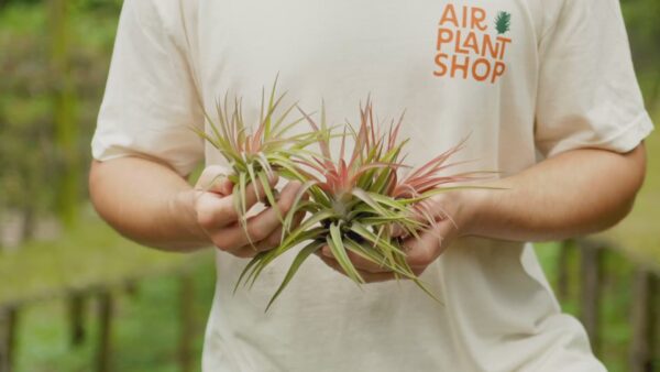 sale: 50% off tillandsia velutina air plants [5, 10 or 15 pack]