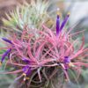 tillandsia ionantha rubra hanging clusters with hook for hanging