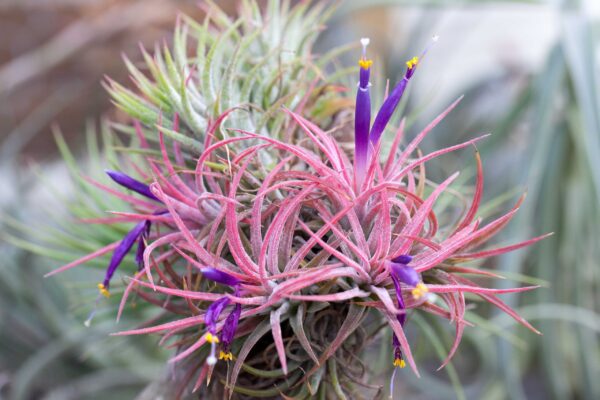 tillandsia ionantha rubra hanging clusters with hook for hanging