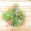 tillandsia ionantha rubra hanging clusters with hook for hanging