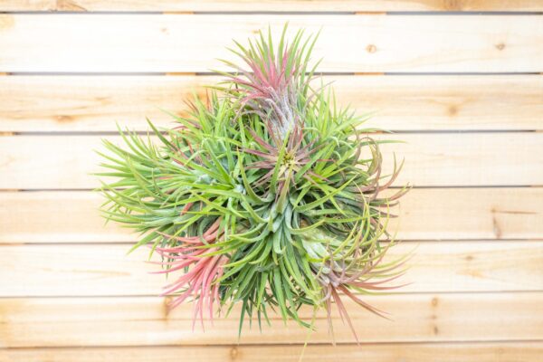 tillandsia ionantha rubra hanging clusters with hook for hanging