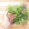 tillandsia ionantha rubra hanging clusters with hook for hanging