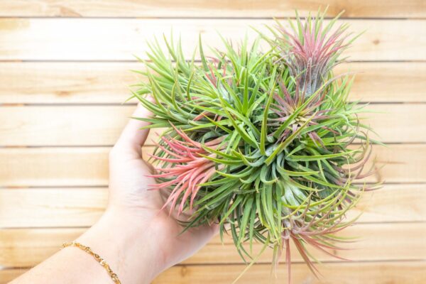 tillandsia ionantha rubra hanging clusters with hook for hanging