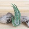 tillandsia seleriana air plants [single plant]