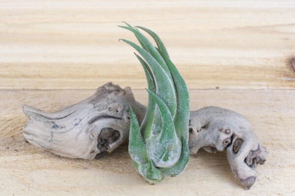 tillandsia seleriana air plants [single plant]