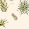 beginner friendly collection of tillandsia air plants [5 or 10 pack]