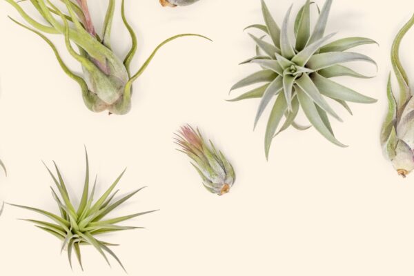 beginner friendly collection of tillandsia air plants [5 or 10 pack]