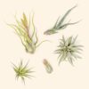 beginner friendly collection of tillandsia air plants [5 or 10 pack]