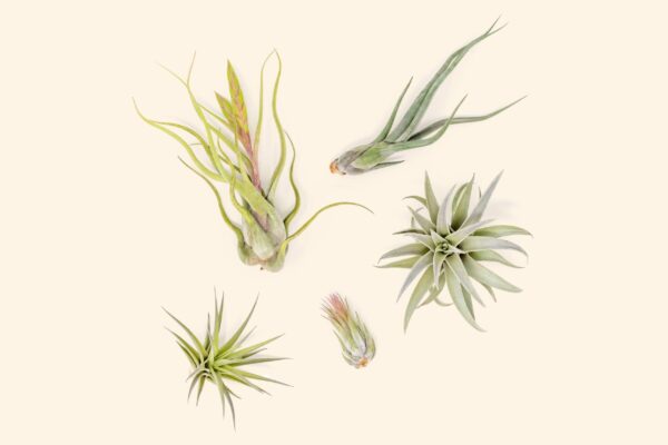beginner friendly collection of tillandsia air plants [5 or 10 pack]