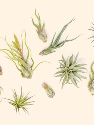 beginner friendly collection of tillandsia air plants [5 or 10 pack]