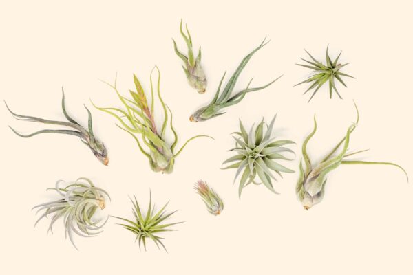 beginner friendly collection of tillandsia air plants [5 or 10 pack]